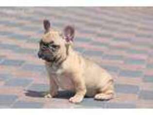 French Bulldog Puppy for sale in Spring Valley, CA, USA