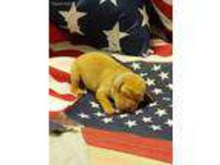Labrador Retriever Puppy for sale in Gordonsville, VA, USA