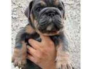 Bulldog Puppy for sale in Mesa, AZ, USA