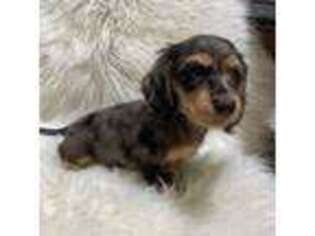 Dachshund Puppy for sale in Oacoma, SD, USA