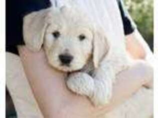 Goldendoodle Puppy for sale in Thatcher, AZ, USA