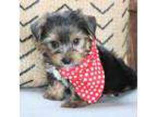 Yorkshire Terrier Puppy for sale in Ruston, LA, USA