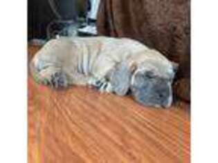 Great Dane Puppy for sale in Burgaw, NC, USA