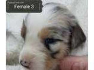 Australian Shepherd Puppy for sale in Arrington, TN, USA