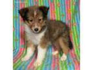 Shetland Sheepdog Puppy for sale in Clintonville, WI, USA