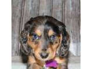 Dachshund Puppy for sale in Independence, IA, USA
