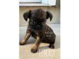 Brussels Griffon Puppy for sale in Bourbon, IN, USA