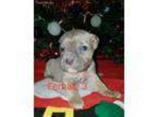 Cane Corso Puppy for sale in New Boston, TX, USA