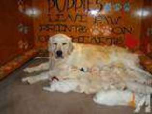 Golden Retriever Puppy for sale in HASLETT, MI, USA