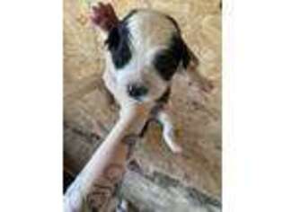 Saint Bernard Puppy for sale in Milburn, OK, USA