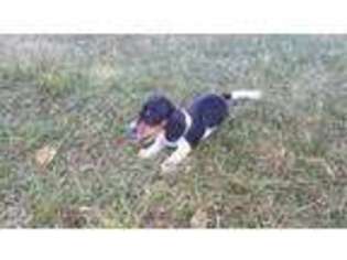 Dachshund Puppy for sale in Sheridan, MI, USA