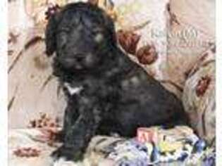 Goldendoodle Puppy for sale in Mifflinburg, PA, USA
