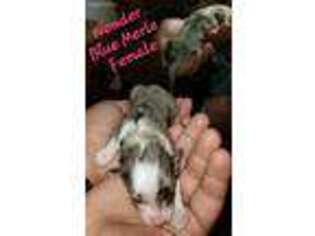 Miniature Australian Shepherd Puppy for sale in Lecanto, FL, USA