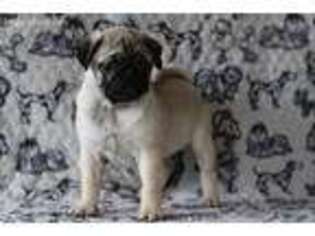 Pug Puppy for sale in Hagerstown, IN, USA