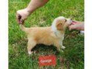 Border Collie Puppy for sale in Flournoy, CA, USA