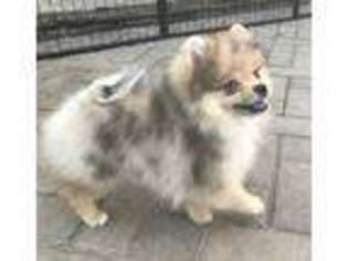 Pomeranian Puppy for sale in Garden City, MI, USA