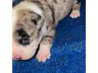 Mutt Puppy for sale in Oxon Hill, MD, USA