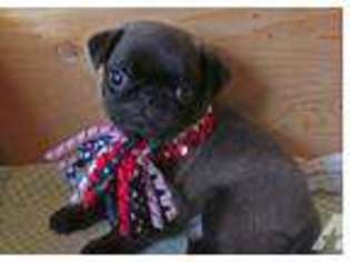 Pug Puppy for sale in TACOMA, WA, USA