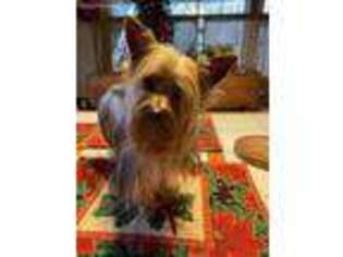 Yorkshire Terrier Puppy for sale in Dunkirk, IN, USA