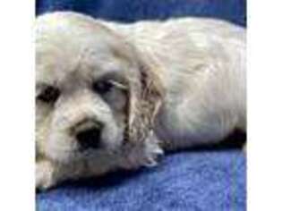 Cocker Spaniel Puppy for sale in Columbia, MD, USA