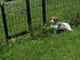 Jack Russell Terrier Puppy for sale in Williamstown, MA, USA