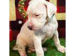 Dogo Argentino Puppy for sale in Brandon, FL, USA
