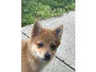 Pomeranian Puppy for sale in Southold, NY, USA