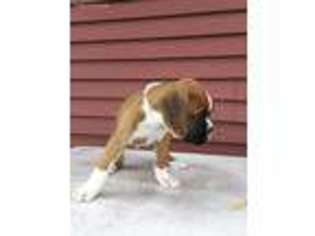 Boxer Puppy for sale in Blossvale, NY, USA