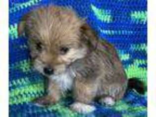 Yorkshire Terrier Puppy for sale in Dorchester, NE, USA