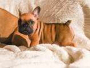 French Bulldog Puppy for sale in Steamboat Springs, CO, USA