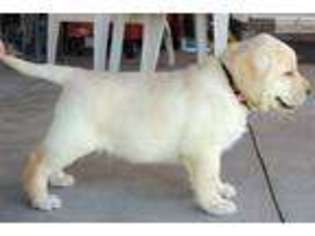 Labrador Retriever Puppy for sale in Orem, UT, USA