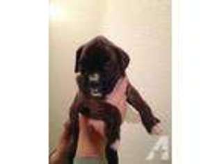 Boxer Puppy for sale in KNOX, IN, USA