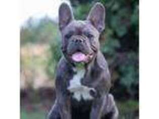 French Bulldog Puppy for sale in Milwaukee, WI, USA