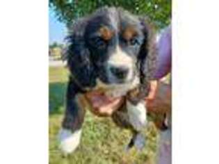 Bernese Mountain Dog Puppy for sale in Niles, MI, USA