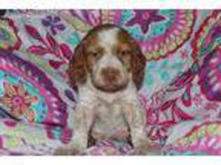 Brittany Puppy for sale in Show Low, AZ, USA