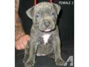 Mutt Puppy for sale in Bluffton, AR, USA