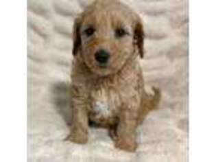 Goldendoodle Puppy for sale in Hernando, FL, USA