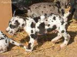 Great Dane Puppy for sale in Wiseman, AR, USA