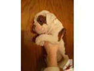 Olde English Bulldogge Puppy for sale in BECKER, MN, USA