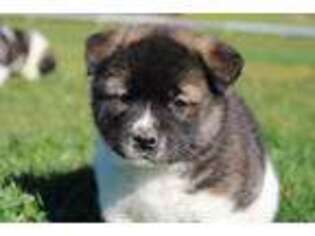 Akita Puppy for sale in Drain, OR, USA