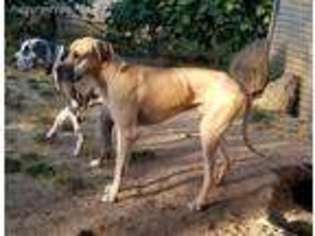 Great Dane Puppy for sale in Lebanon, OR, USA