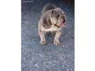 Bulldog Puppy for sale in Lorain, OH, USA