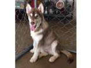 Siberian Husky Puppy for sale in CORONA, CA, USA