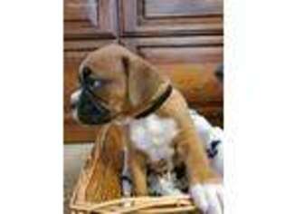 Boxer Puppy for sale in Afton, WY, USA