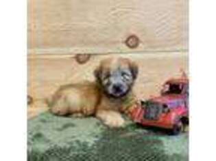 Soft Coated Wheaten Terrier Puppy for sale in Salem, MO, USA