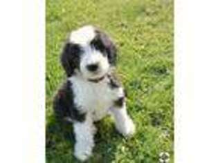 Old English Sheepdog Puppy for sale in Vincennes, IN, USA