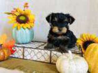 Yorkshire Terrier Puppy for sale in Seneca, MO, USA