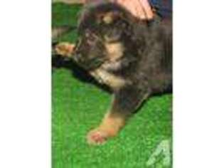 German Shepherd Dog Puppy for sale in CONCORD, NH, USA