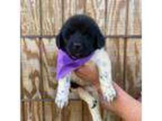 Newfoundland Puppy for sale in Abbeville, GA, USA