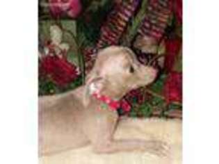 Chihuahua Puppy for sale in Panama, OK, USA